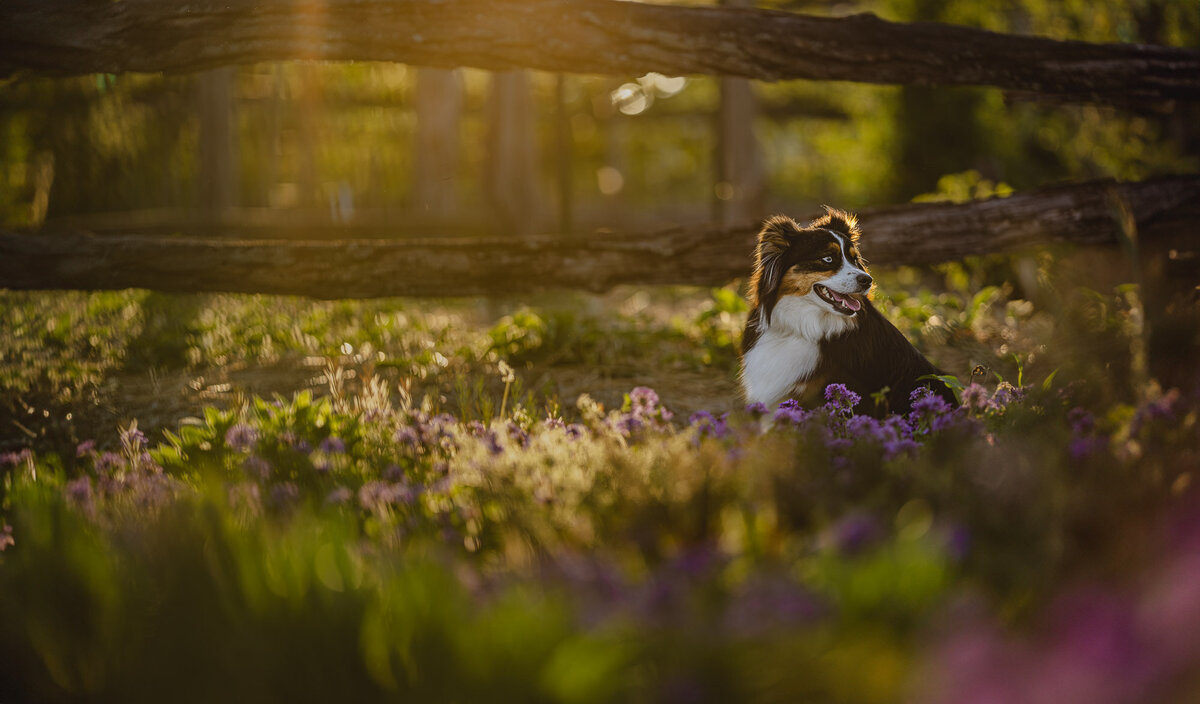 mini aussie dog in front of a fence in the middle of a field of flowers with gorgeous backlight