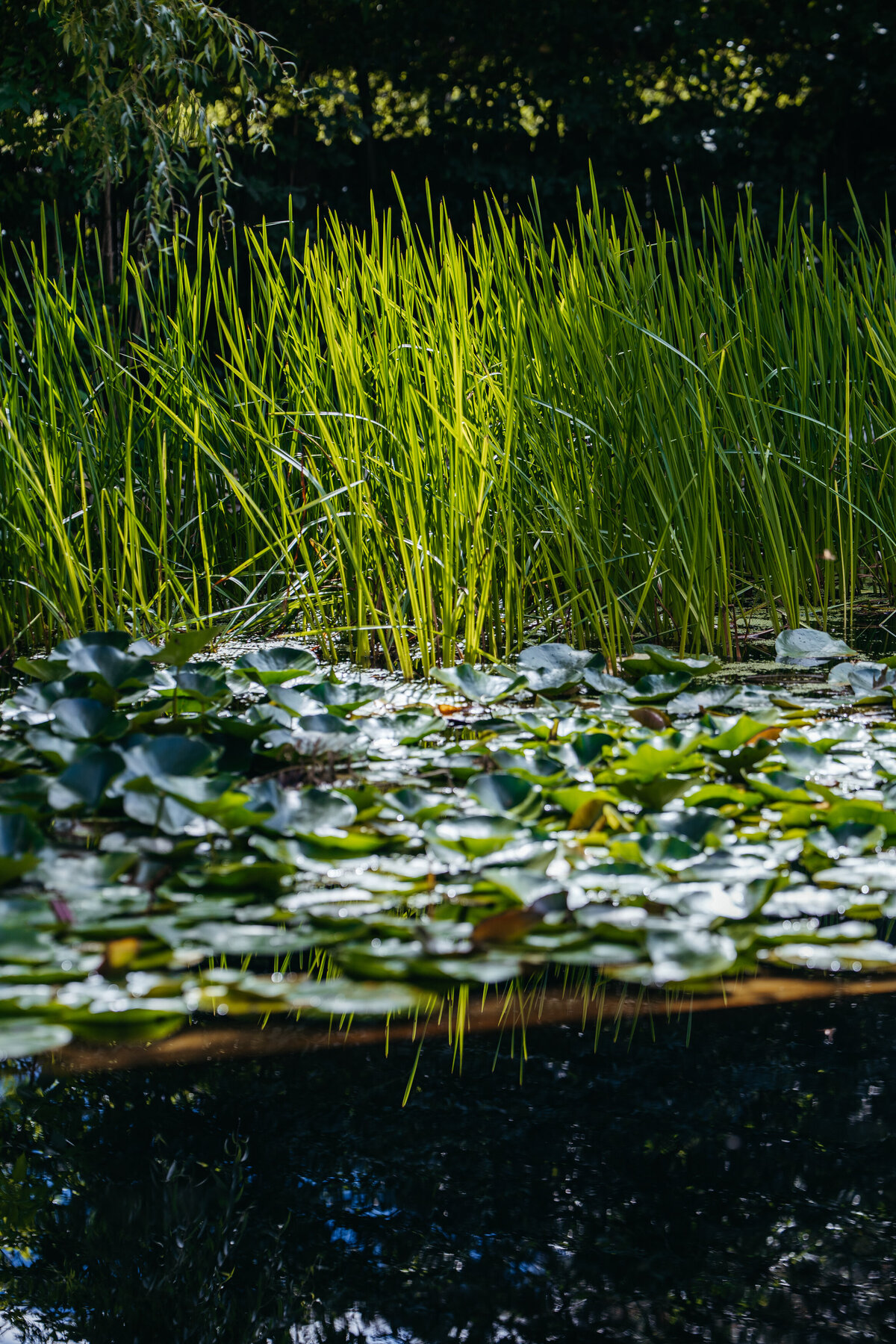 Green lily pads and tall grass beside ceremony pond