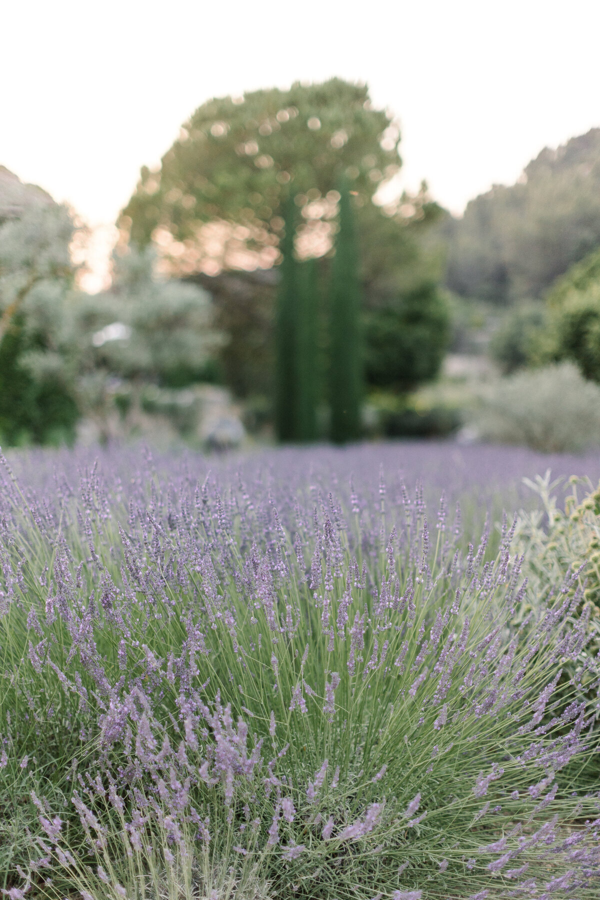 lavender field at wedding venue bastide de marie