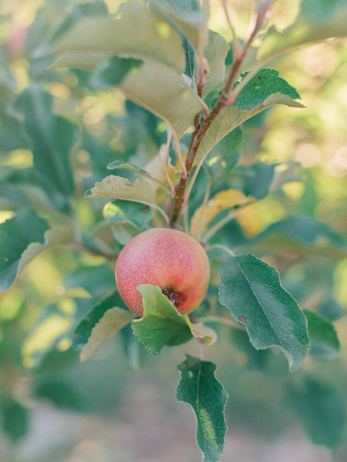 apple_orchard_wedding_Longmont_colorado_mary_ann_craddock_photography_0151