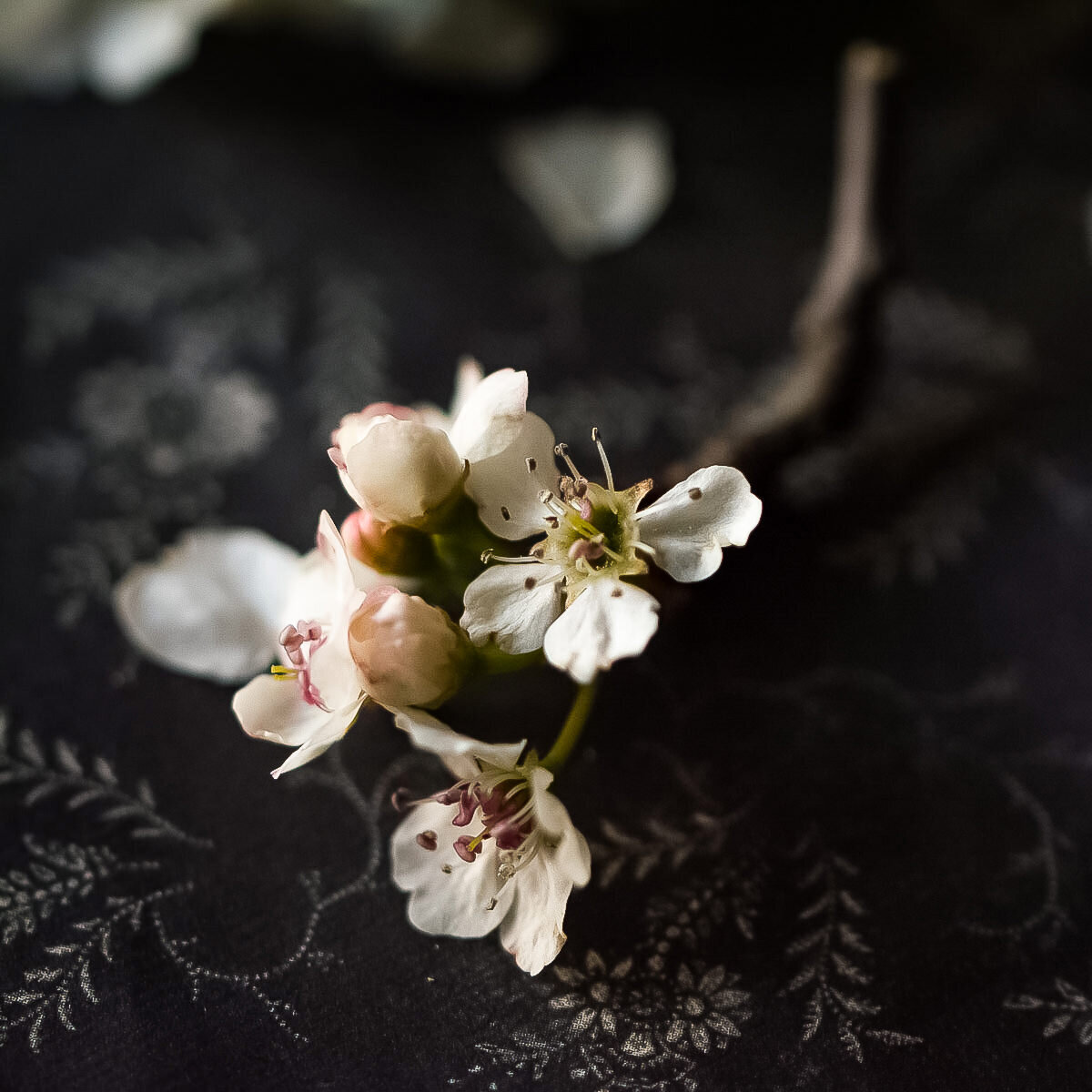 Blossoms on dark fabric JJ v2-2 4x4