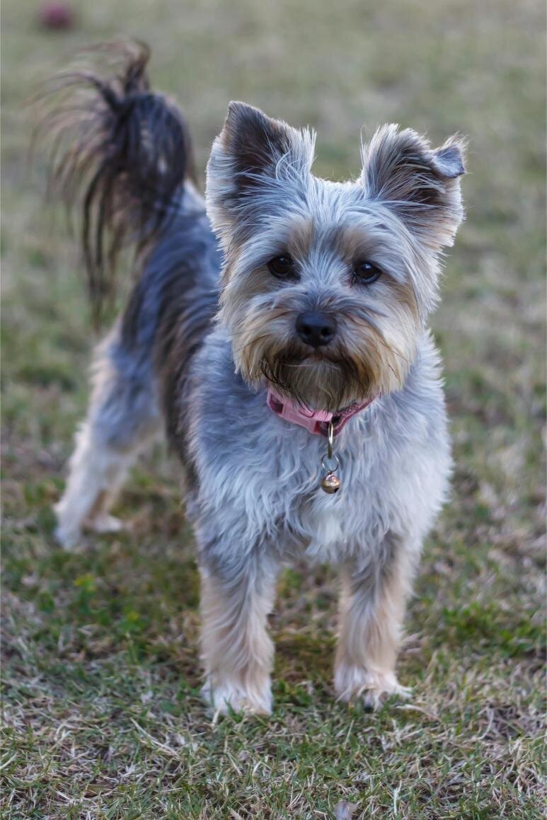 img-ingoodpawsconcierge (11)