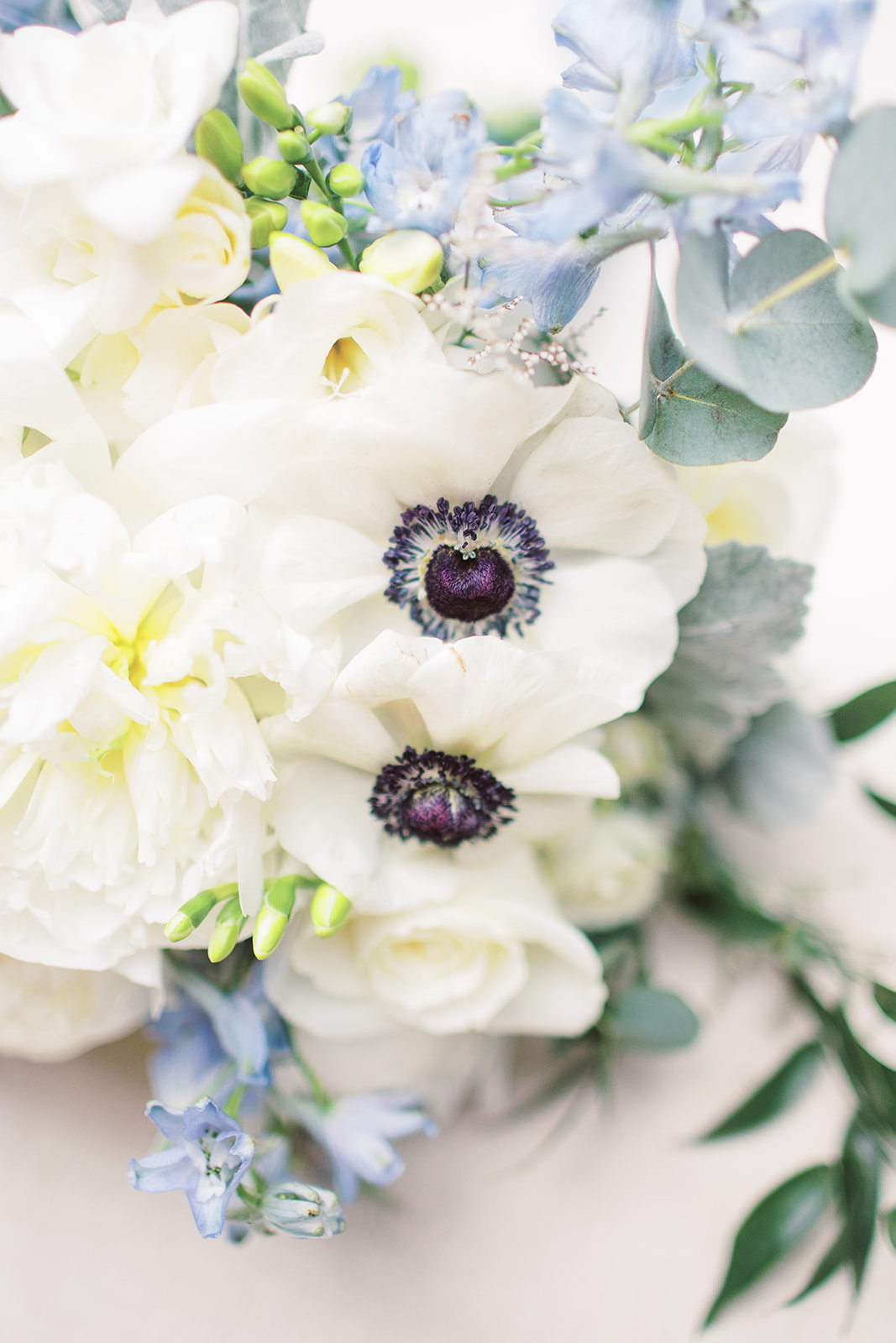 Detail photo of blue and white flowers and panda anemones