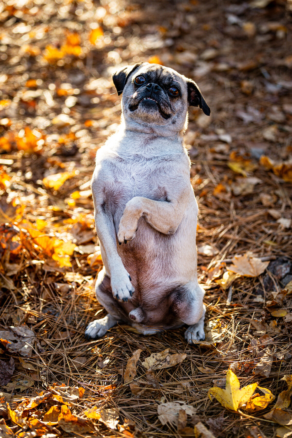 A fawn pug sitting pretty and smiling at the camera.