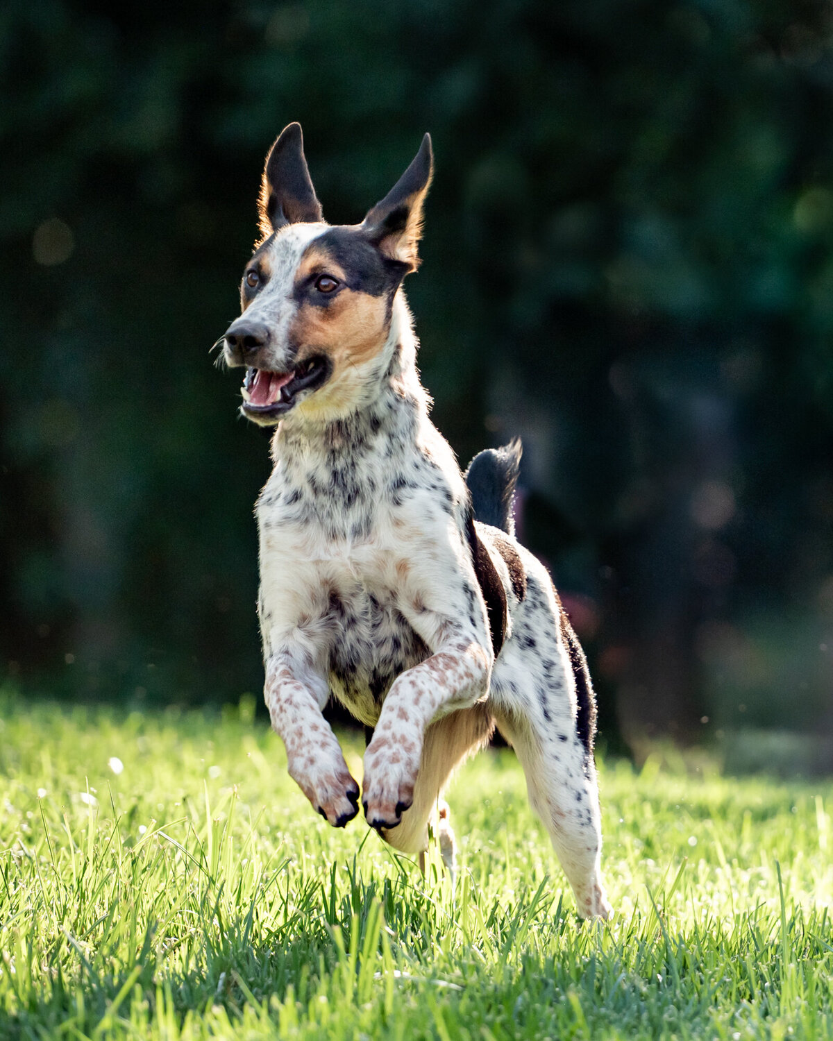 Australian-Cattle-Dog-photography