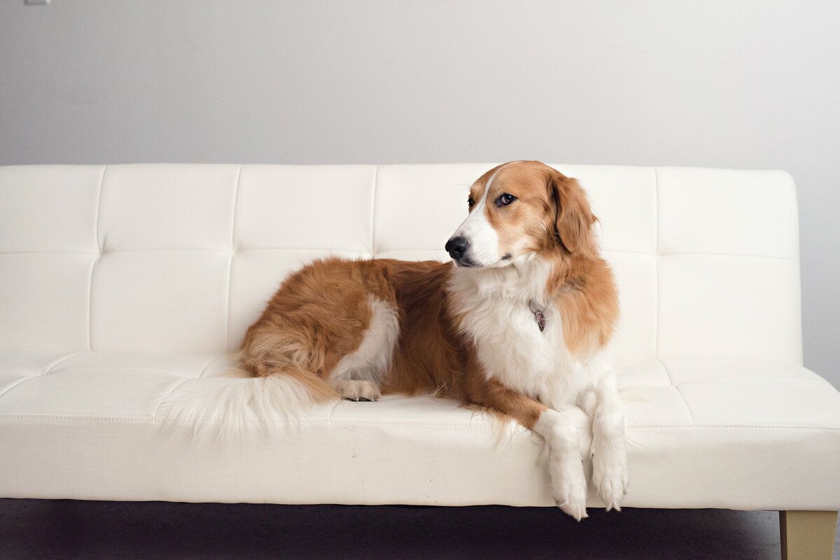 Friendly Dog Relaxing On A White Sofa Indoors In Minneapolis Home-01