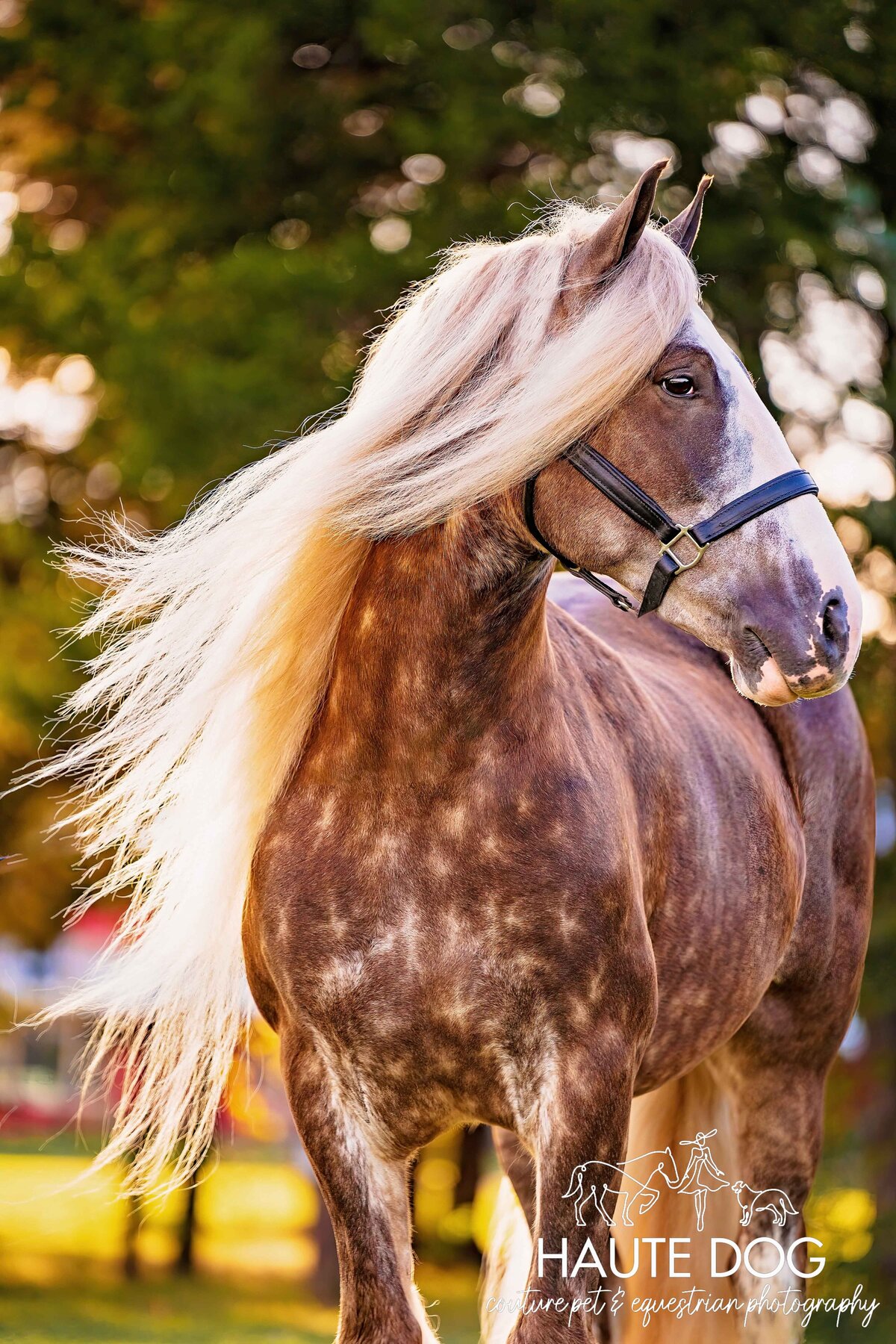 Dappled Gypsy Vanner horse with a flowing blonde mane looks to the side.
