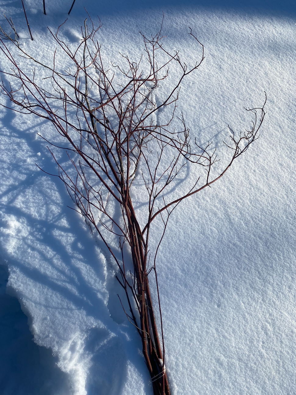 red dogwood ten lairs deep