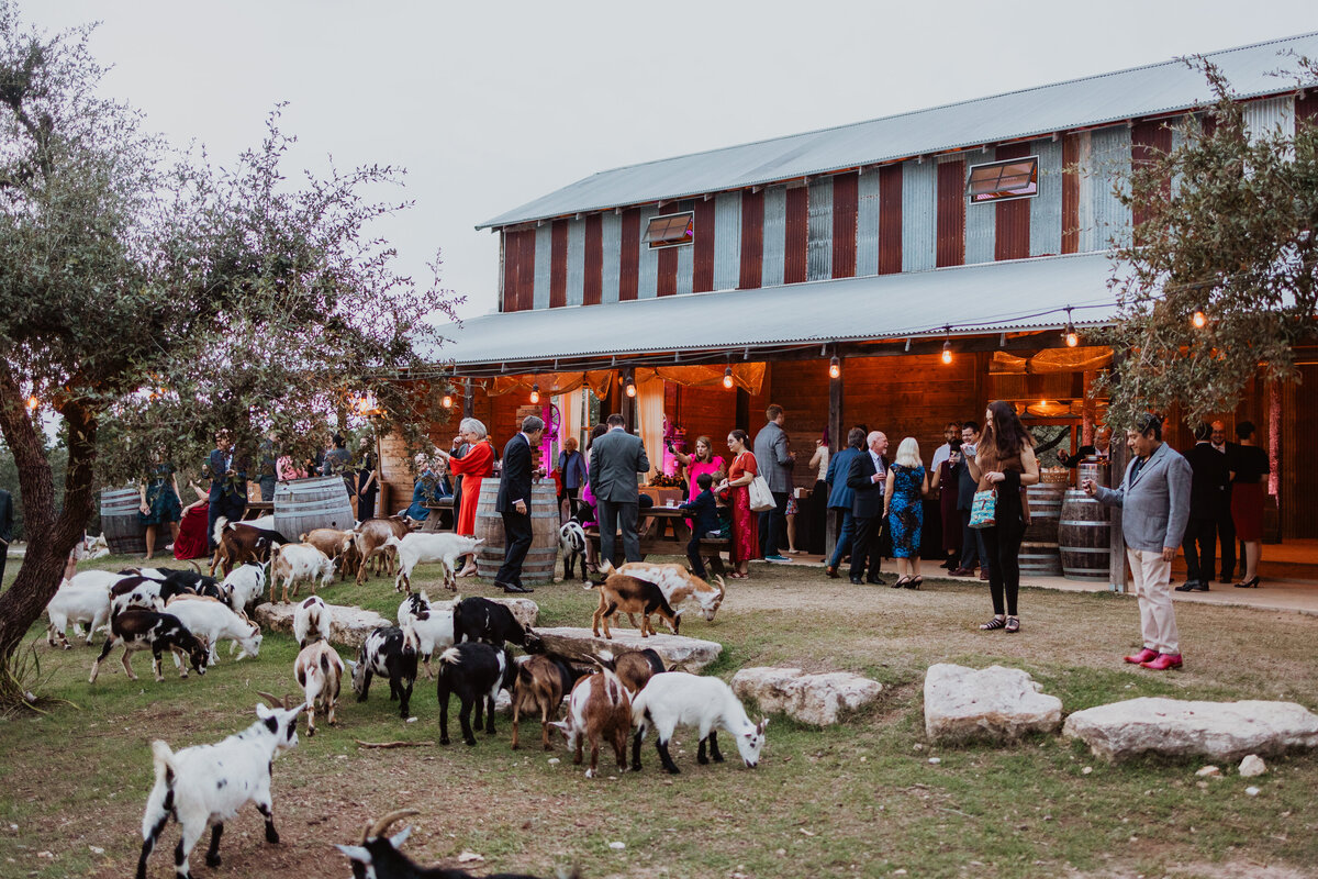 TessLesliePhotos-hall-at-jester-king-wedding-290