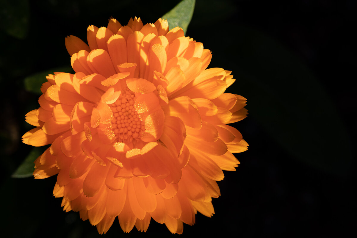 calendula_0990