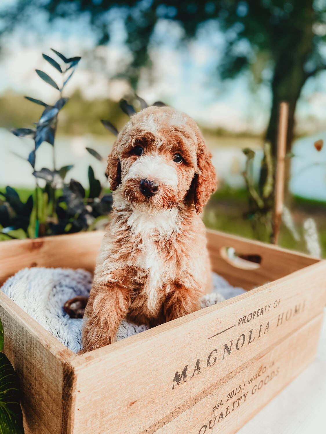Le Fleur Poodle Puppies -126