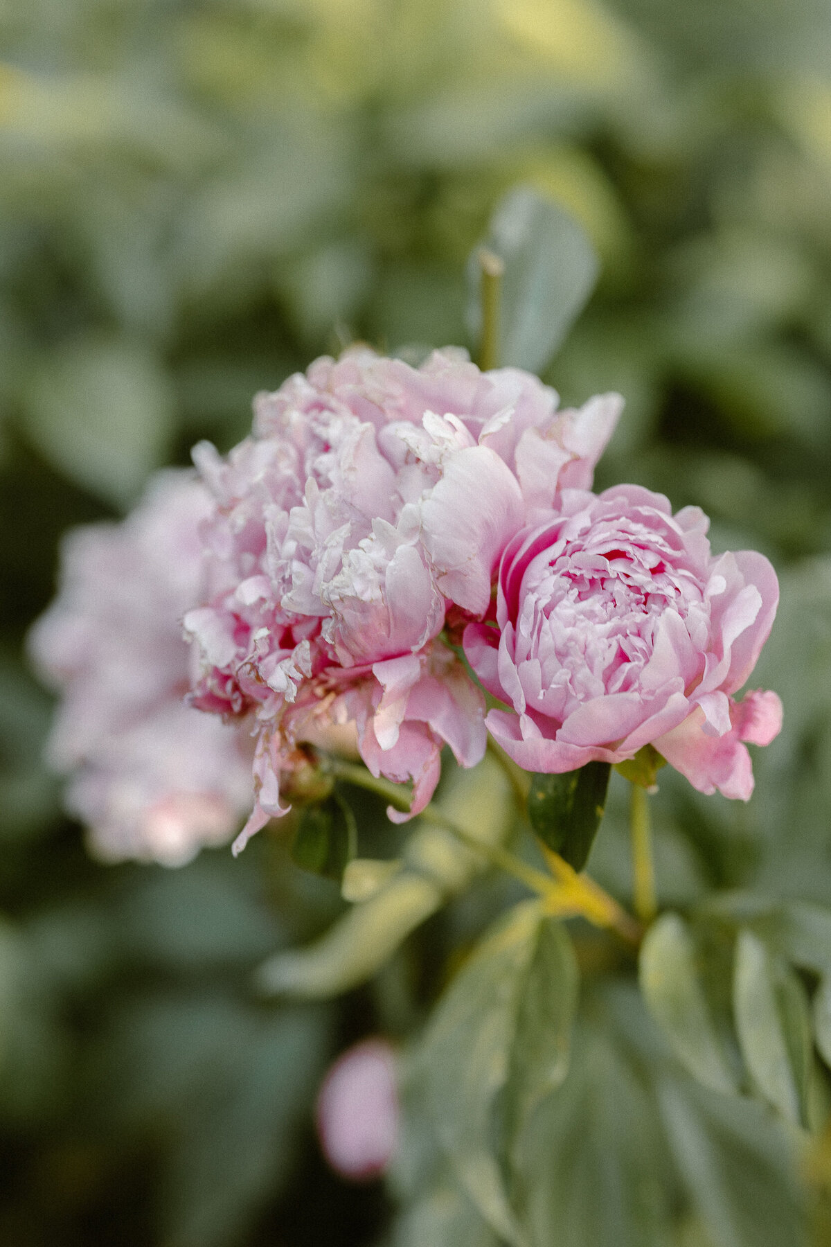Denver_Botanic_Gardens_Wedding_Ashley_Joyce_Photography-13