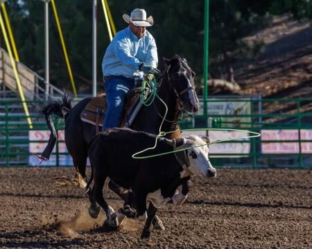 A competitive team roper is galloping on a black horse, the rider has thrown his lasso and it is about to catch the cow