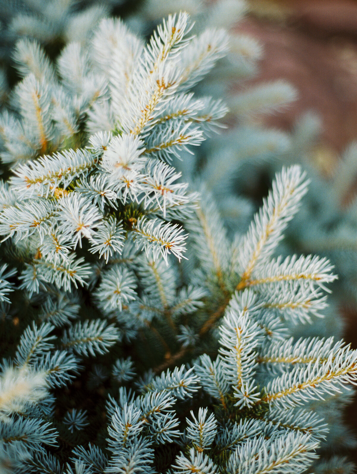 Close-up photo of fir tree branches