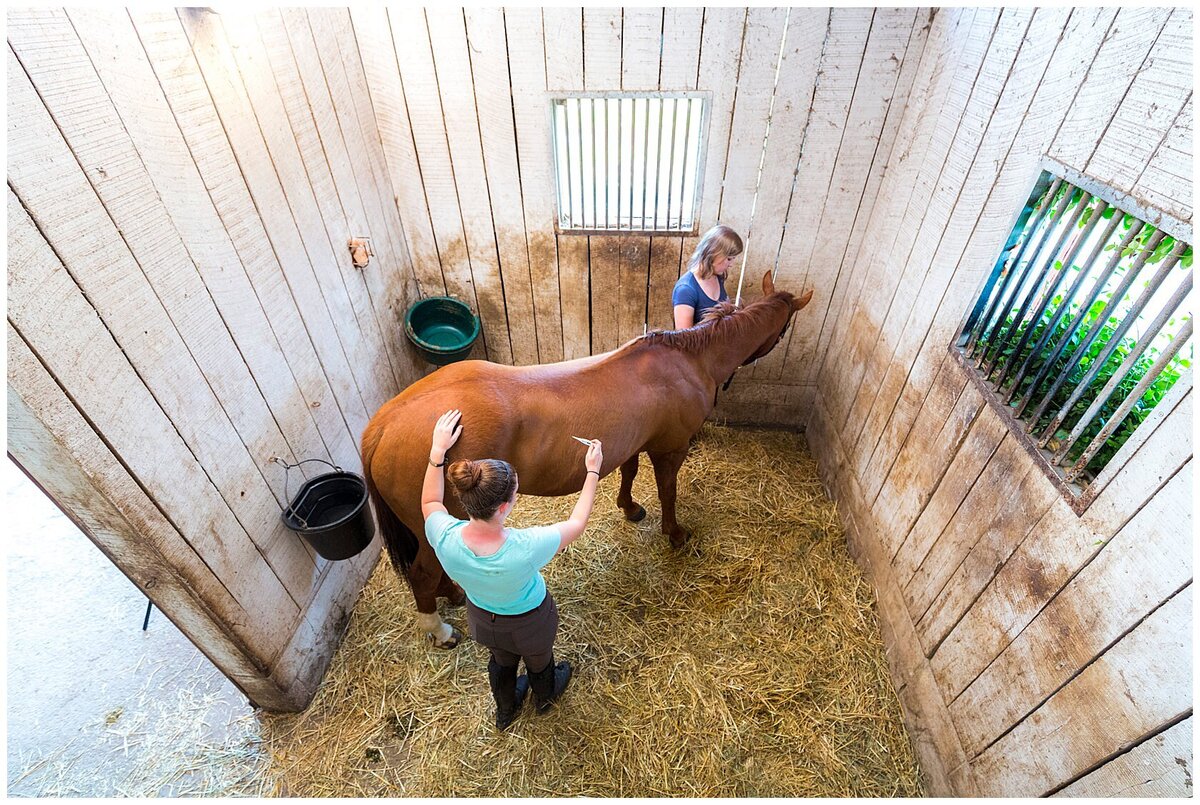 Equine Photography Portfolio 006