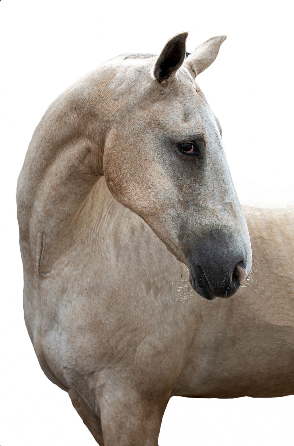 20230709_kya-photography-equestrian-photographer_0029