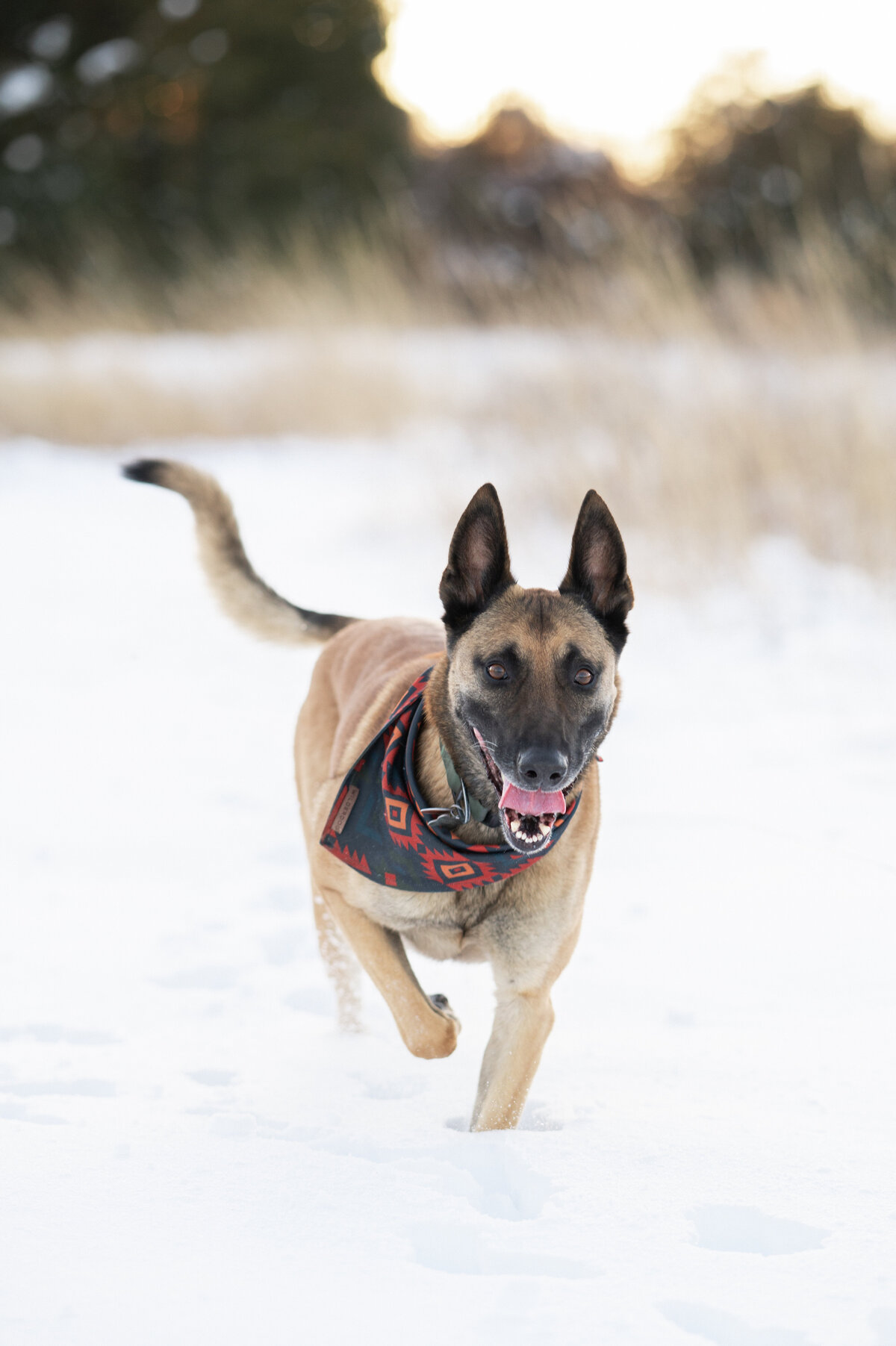 snowy-field-photographer-nj