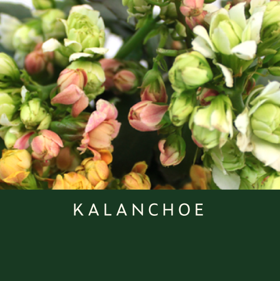 Kalanchoe