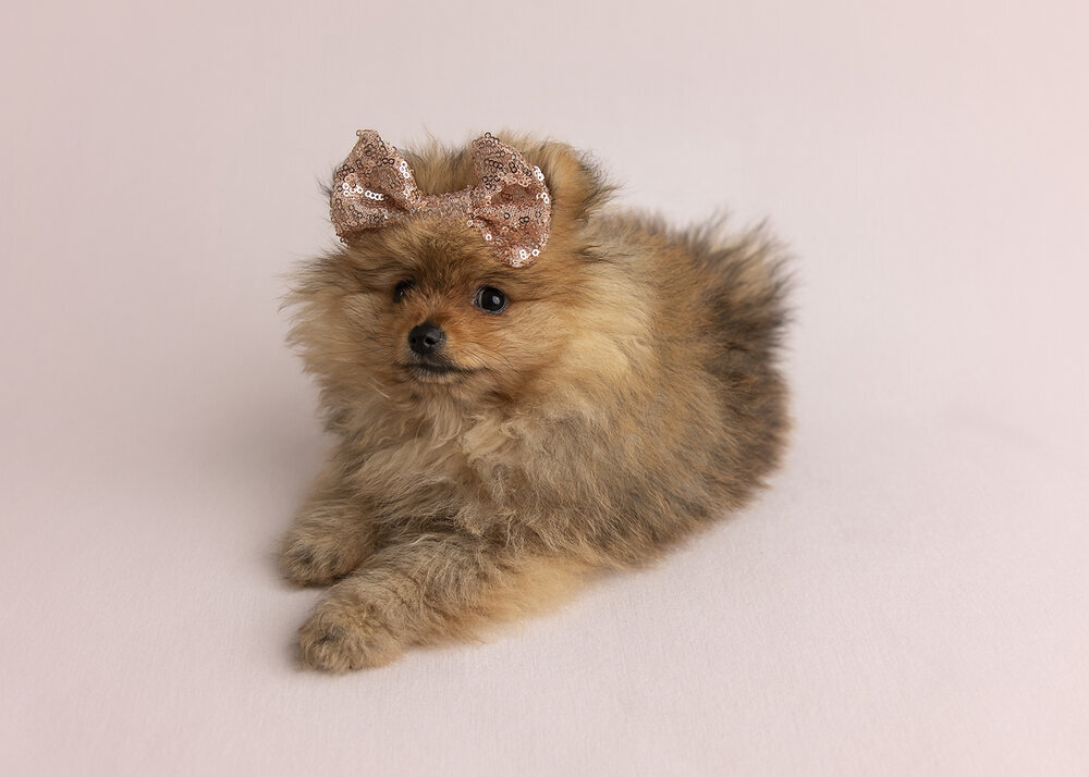PETS_PUPPYORANGESABLEPOMERANIANINABOW