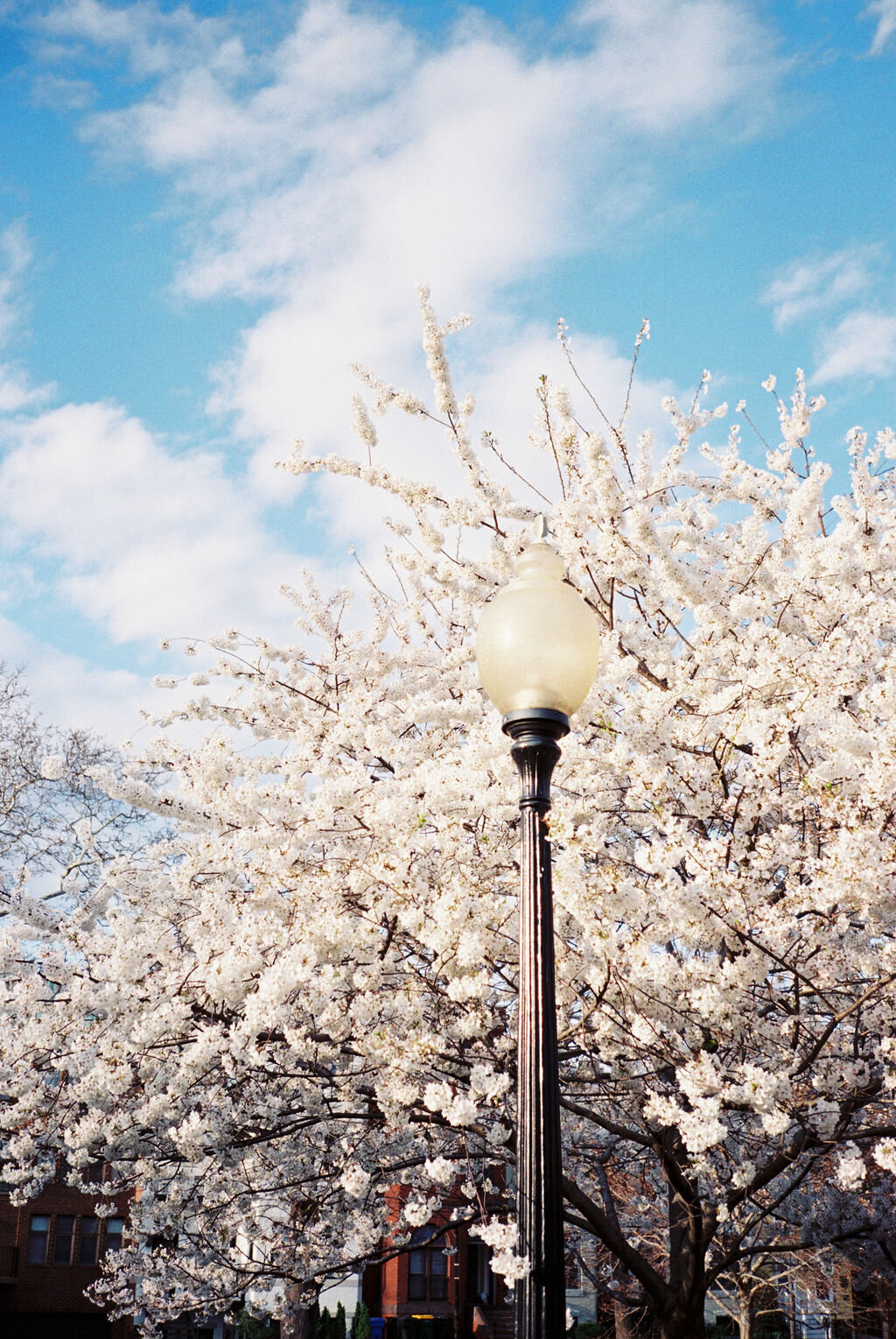 CherryBlossoms-110