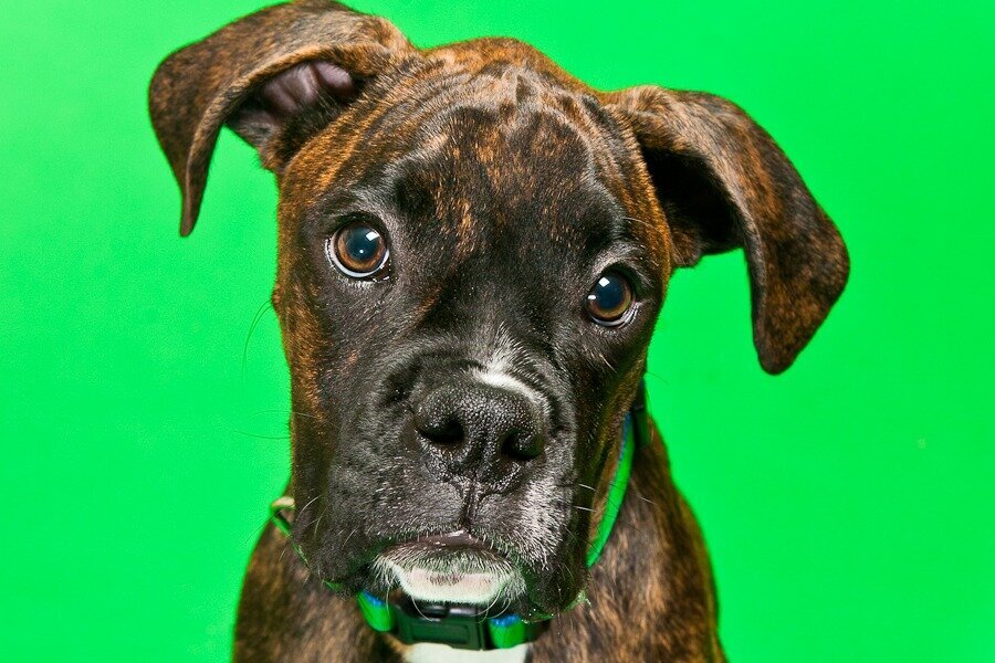 boxer puppy portrait