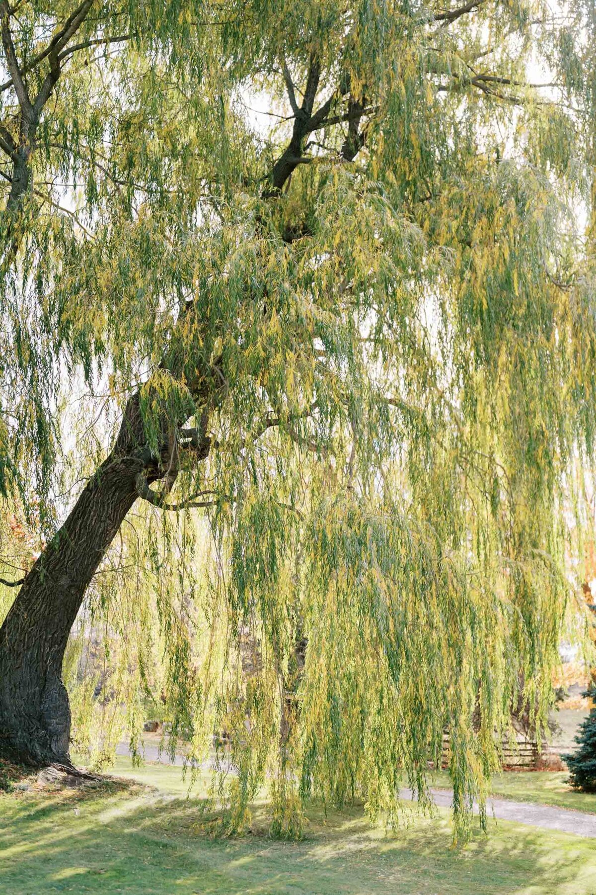 W11-Wedding-Photos-Caledon-Valley-Estate-Eleanor-and-Michael-2024-11-02-2500px-1017