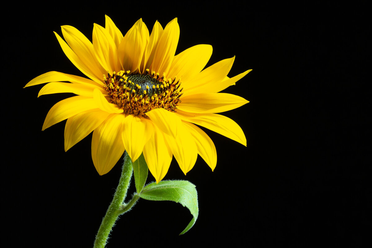 sunflower_1671_2