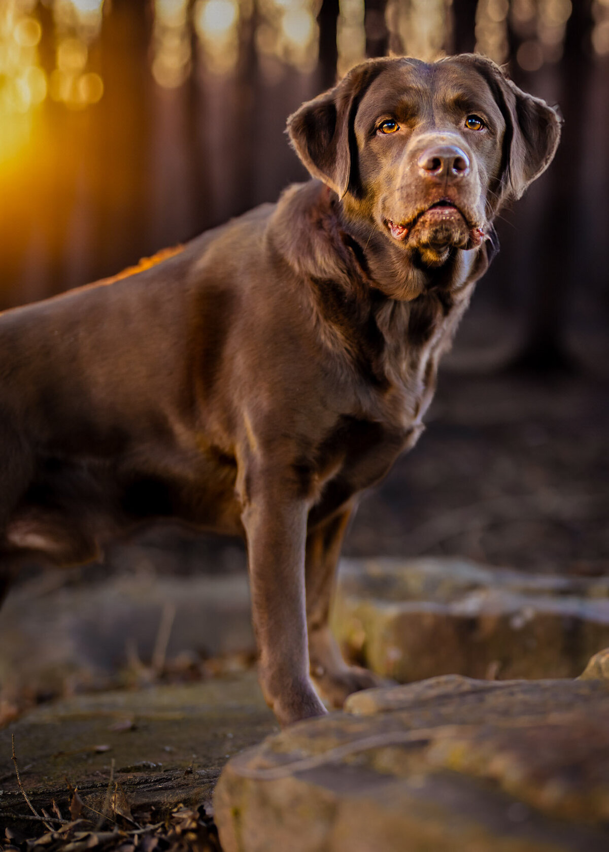 chocolate lab portrait with  his paws up on a rock looking all regal with golden back light
