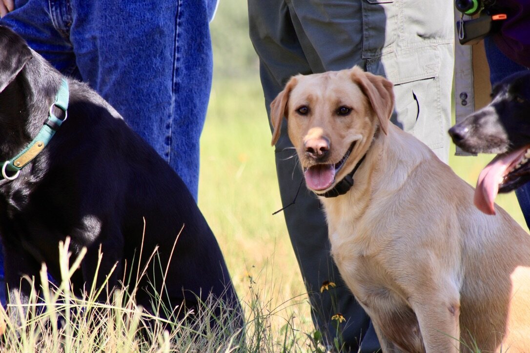 yellow lab hunt test training