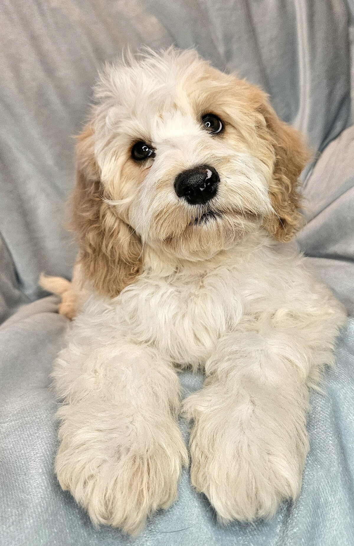 PastPuppy Maple11