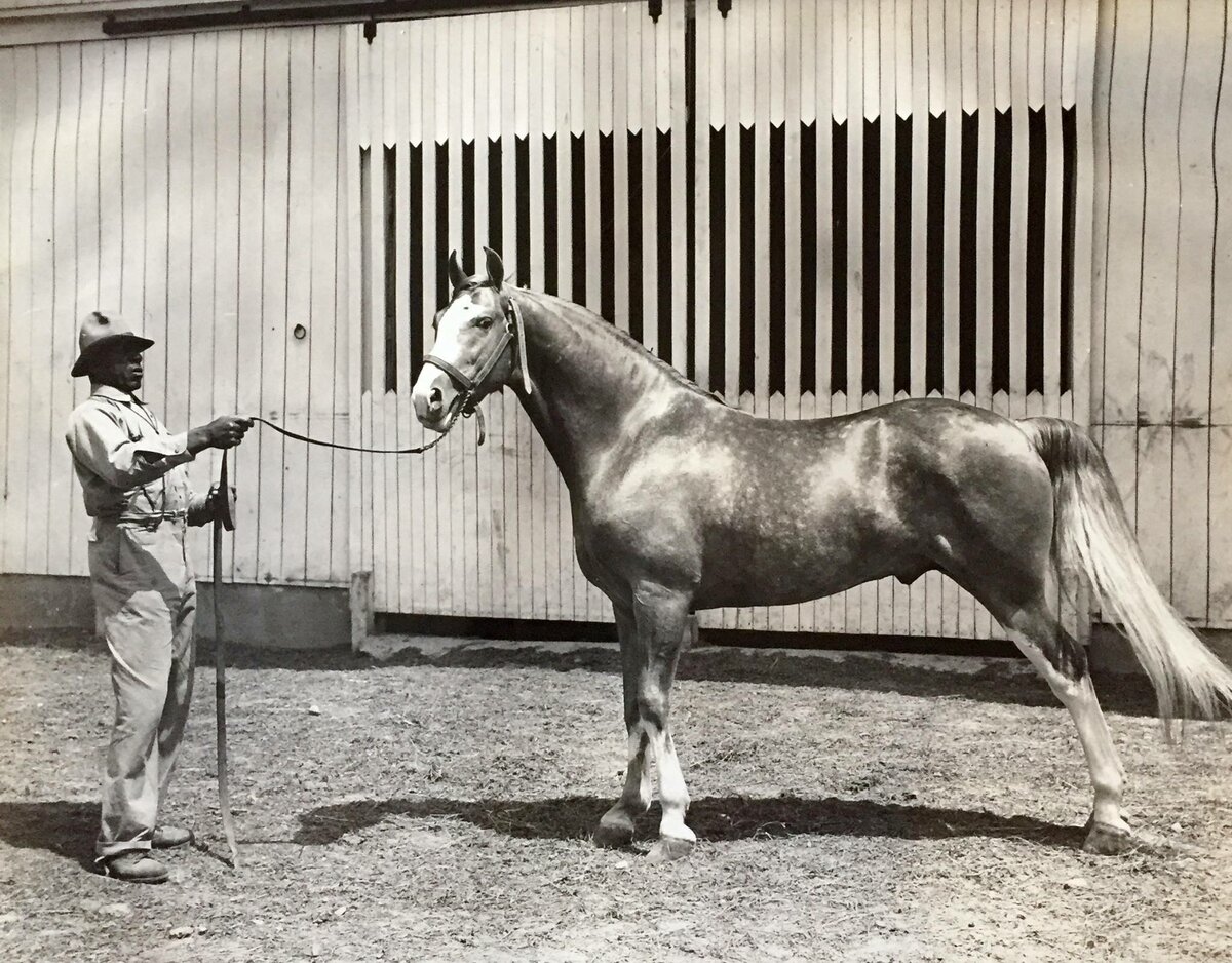 20. Yearling at the Upper Barn