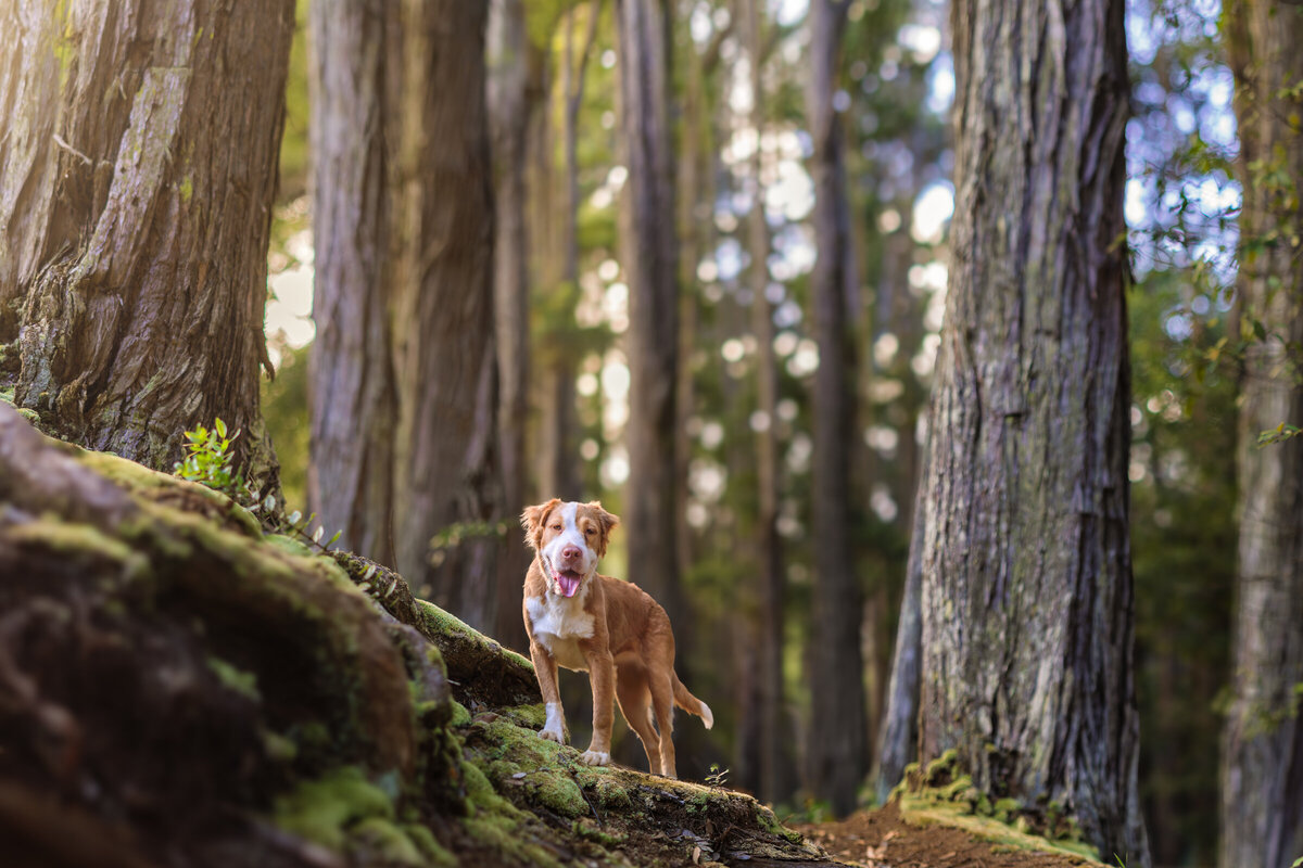 Honolulu Dog Photographer-5