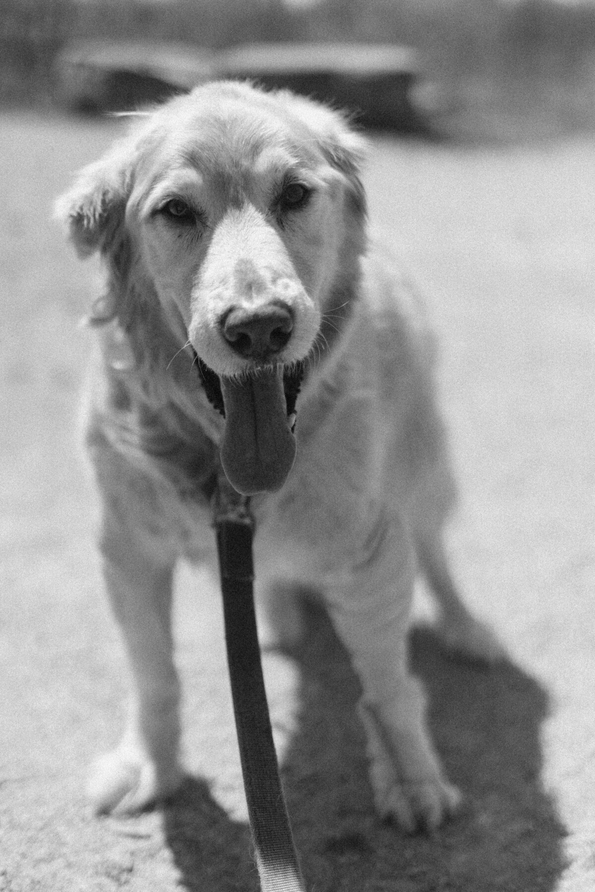 Lauren-Ashley-Studios-Pets-6