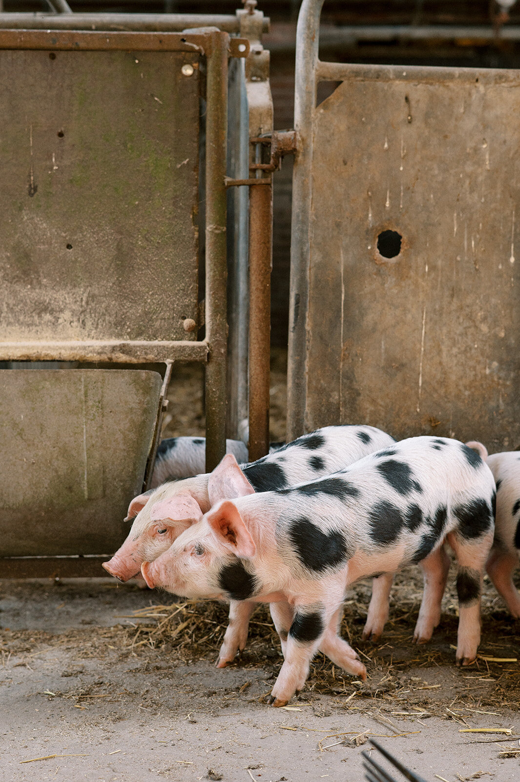 FotostudioFlora_Sengersbroek-12