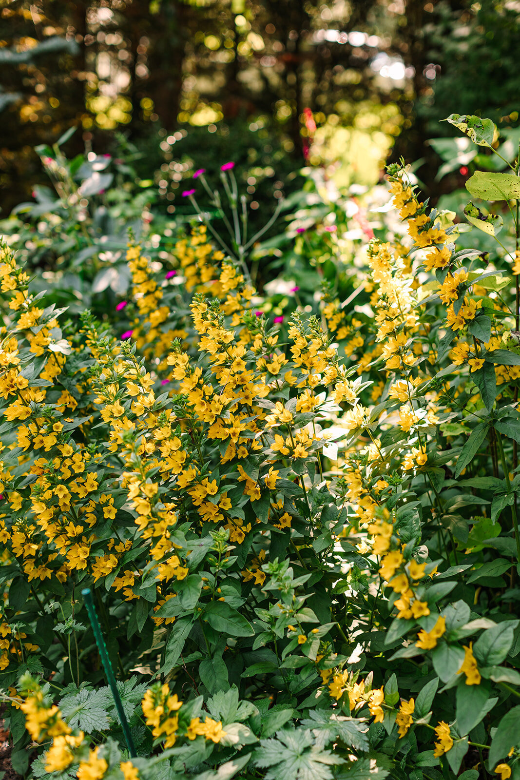Jardin Del Sol Snohomish Wedding - Photos by Joanna Monger Photography
