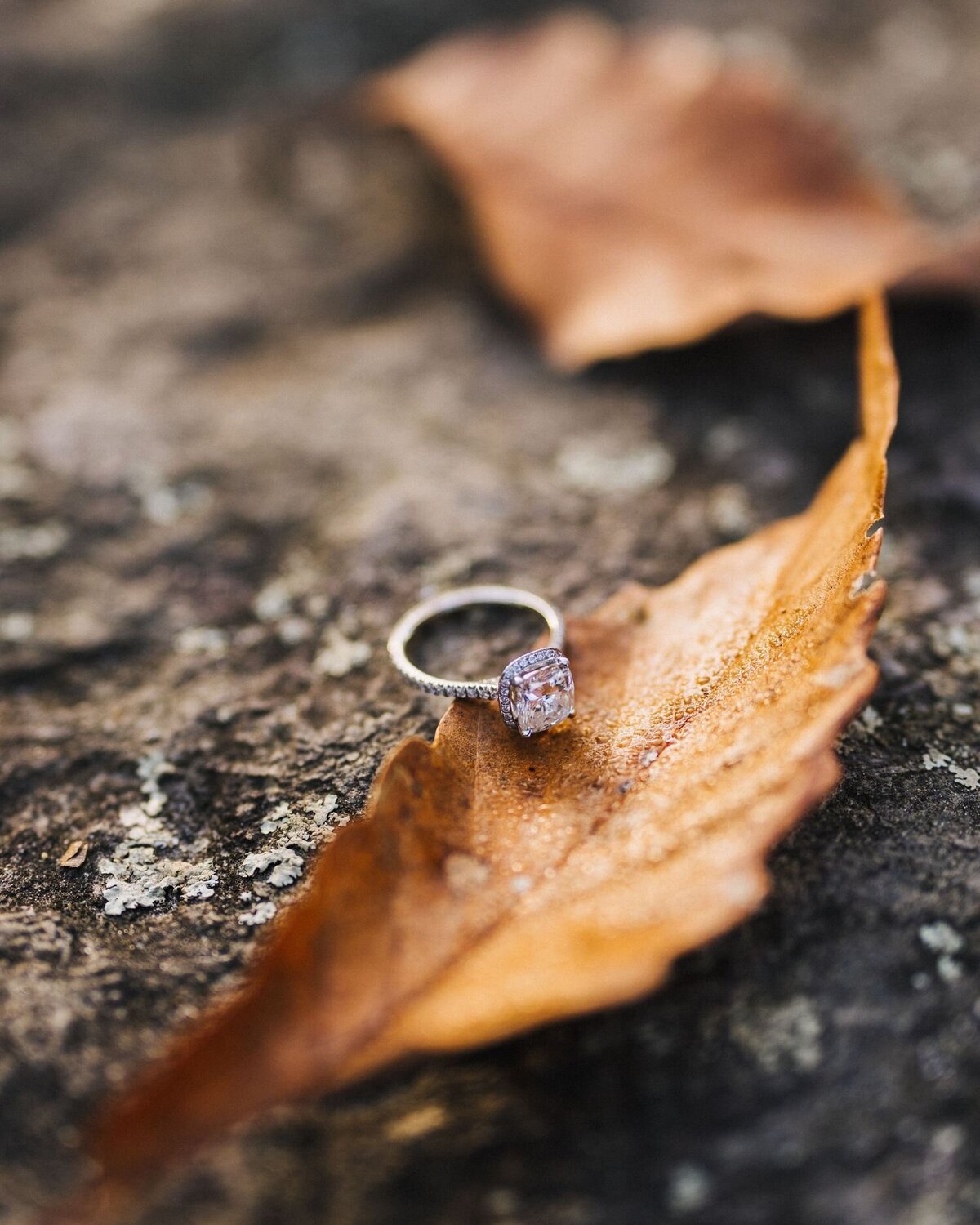 charlotte nc wedding photographer