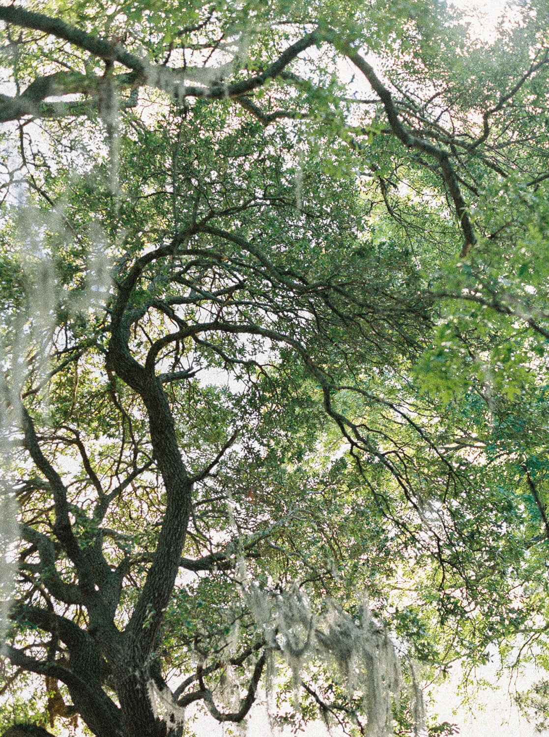 NC Wedding Photographer-2