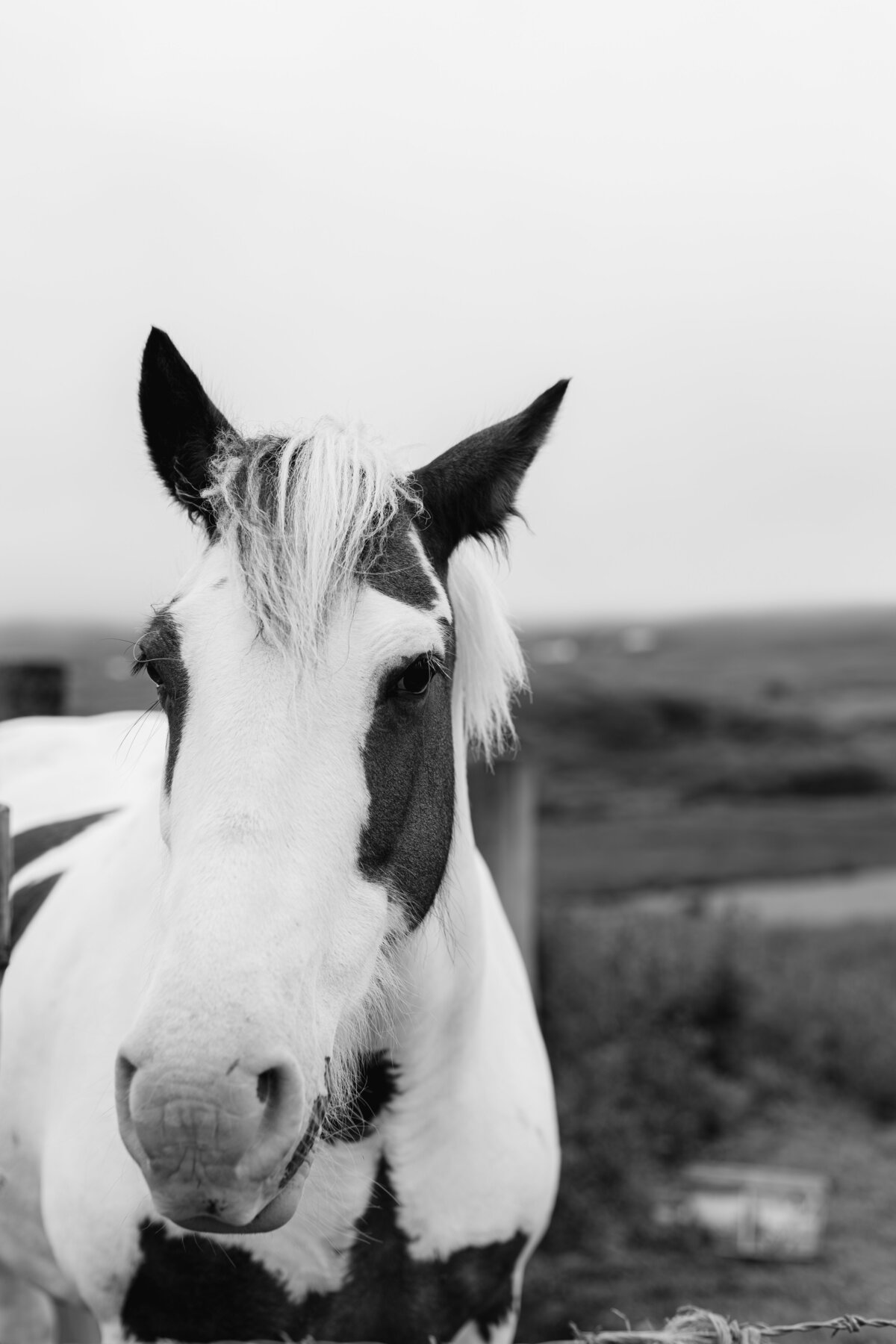 Ireland-Wild Atlantic Way-Irish Horse-Travel Photographer-Homeschool Family-Worldschool Family-Kate Neal Photography