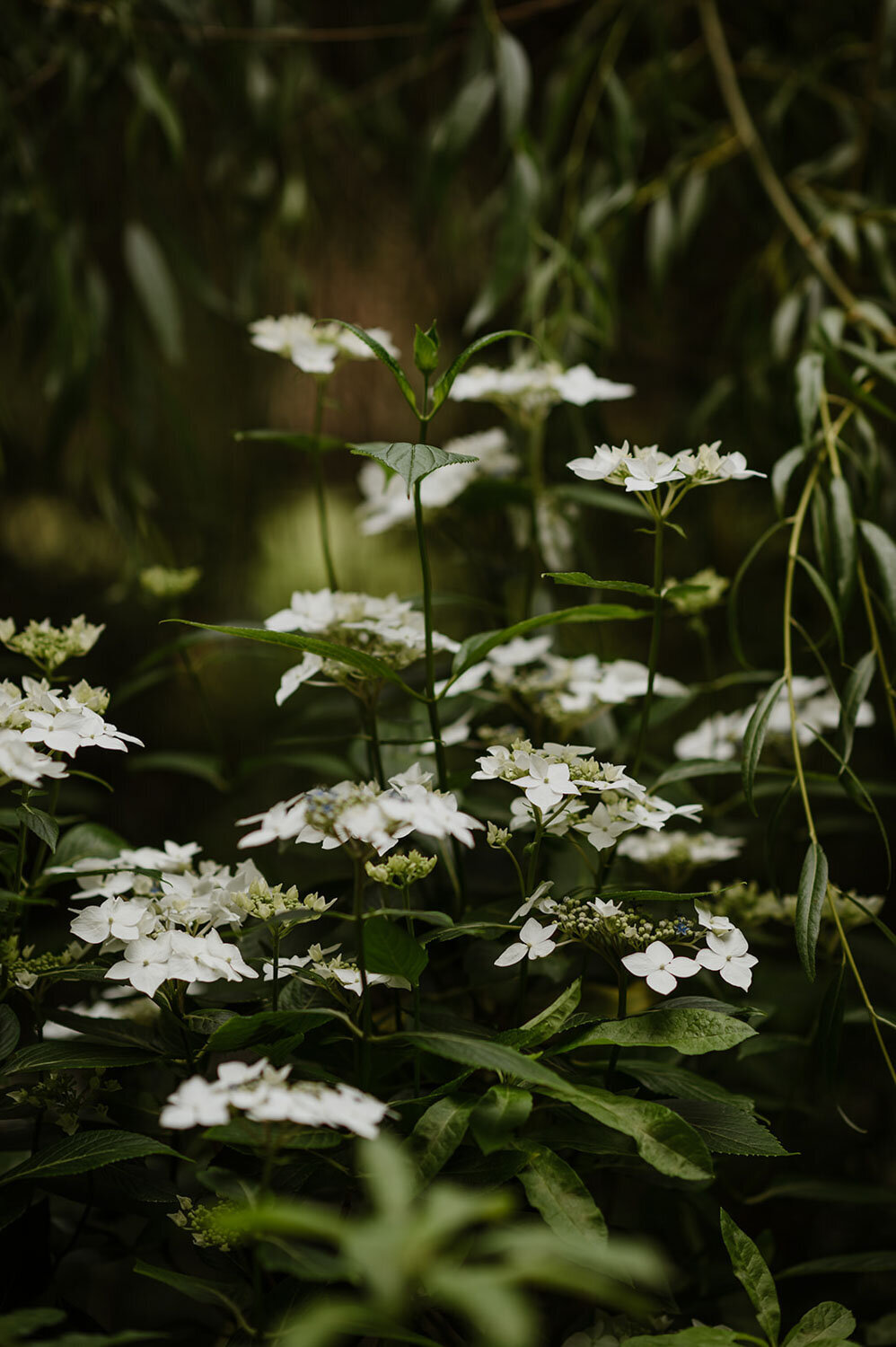 Close-up of delicate white flowers against dark greenery