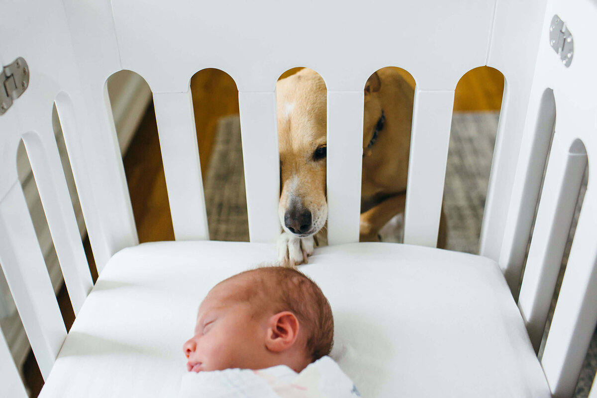 Boston newborn photographer dog looking at baby
