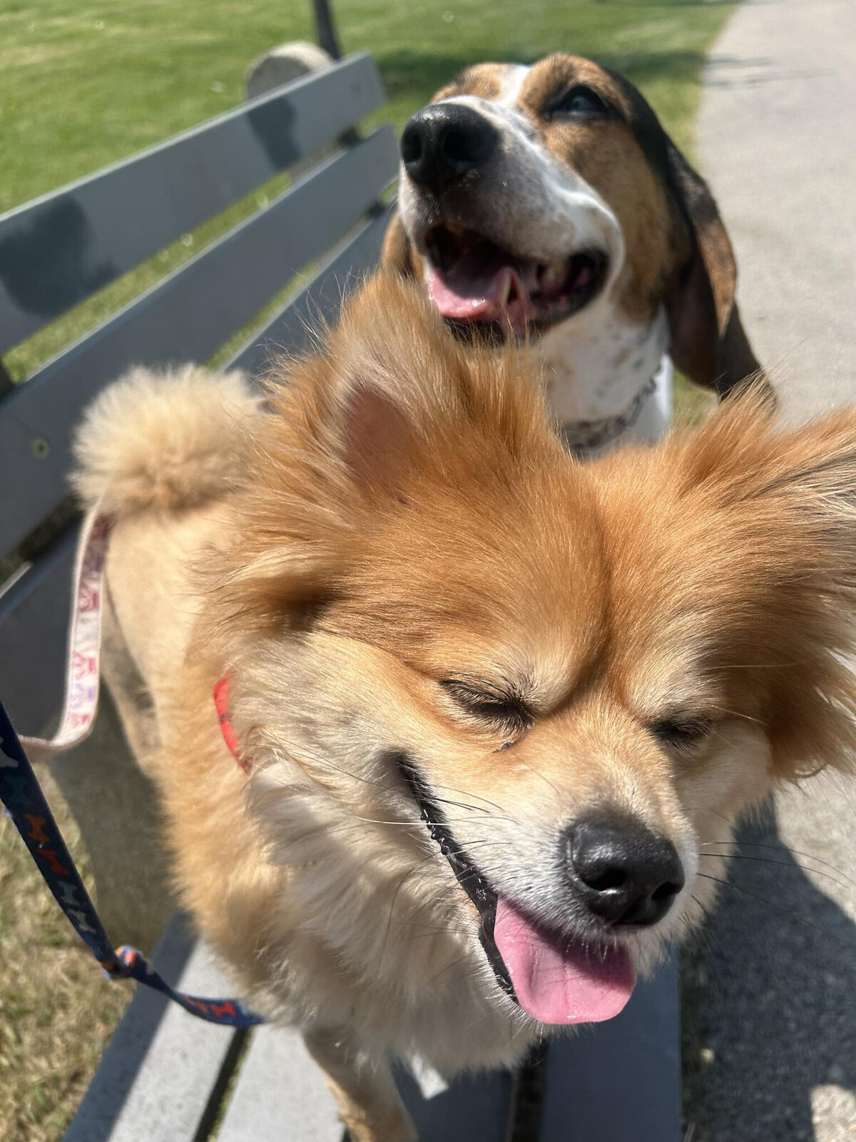 HamiltonTorontoDogWalker-010