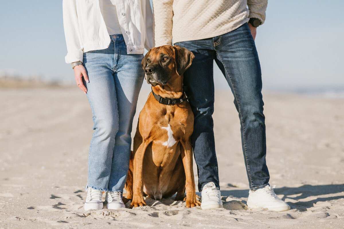rhodesian-ridgeback-nj-pet-photographer