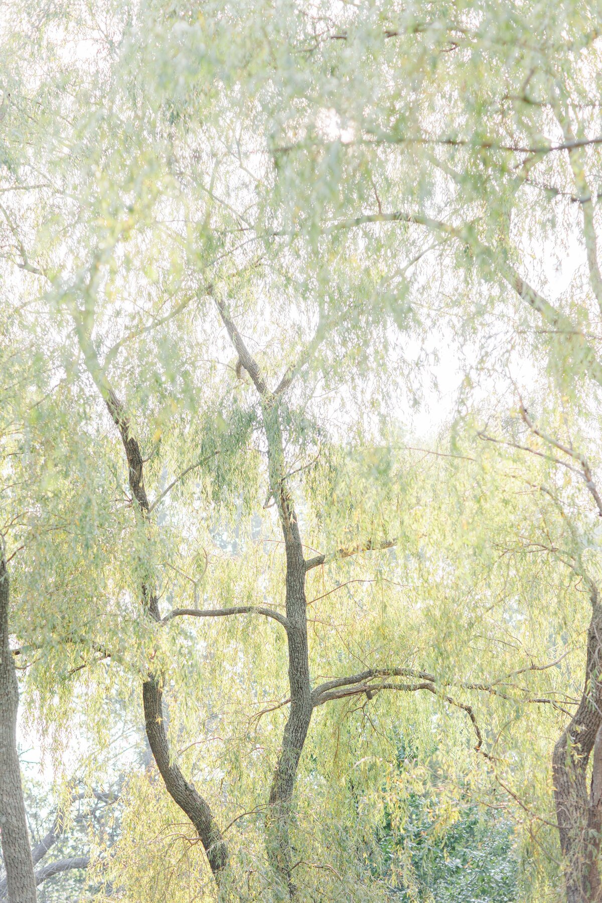 Willow trees backlight by sunshine at Larz Anderson Park