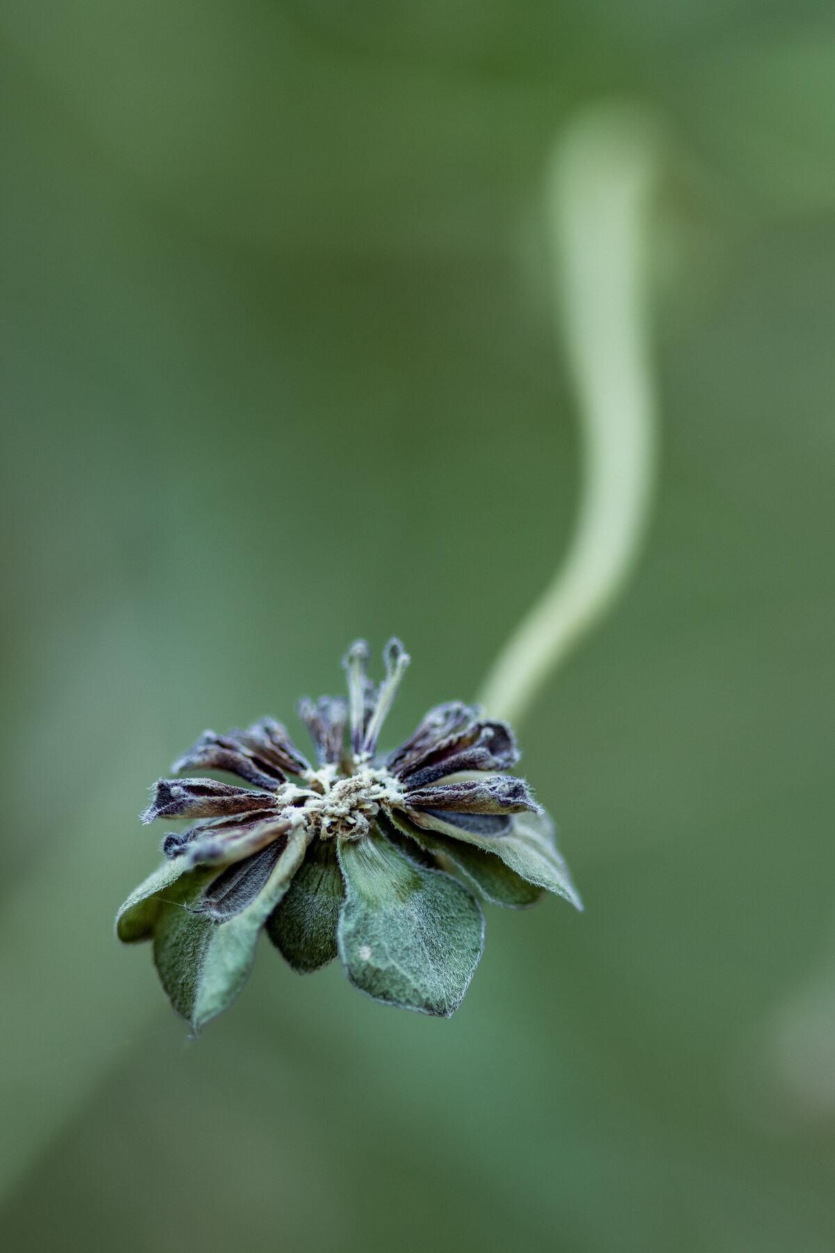 flower_bud_9860 C1