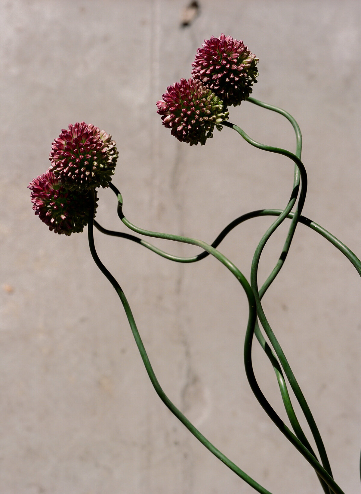 DT-25-siren floral workshop-15