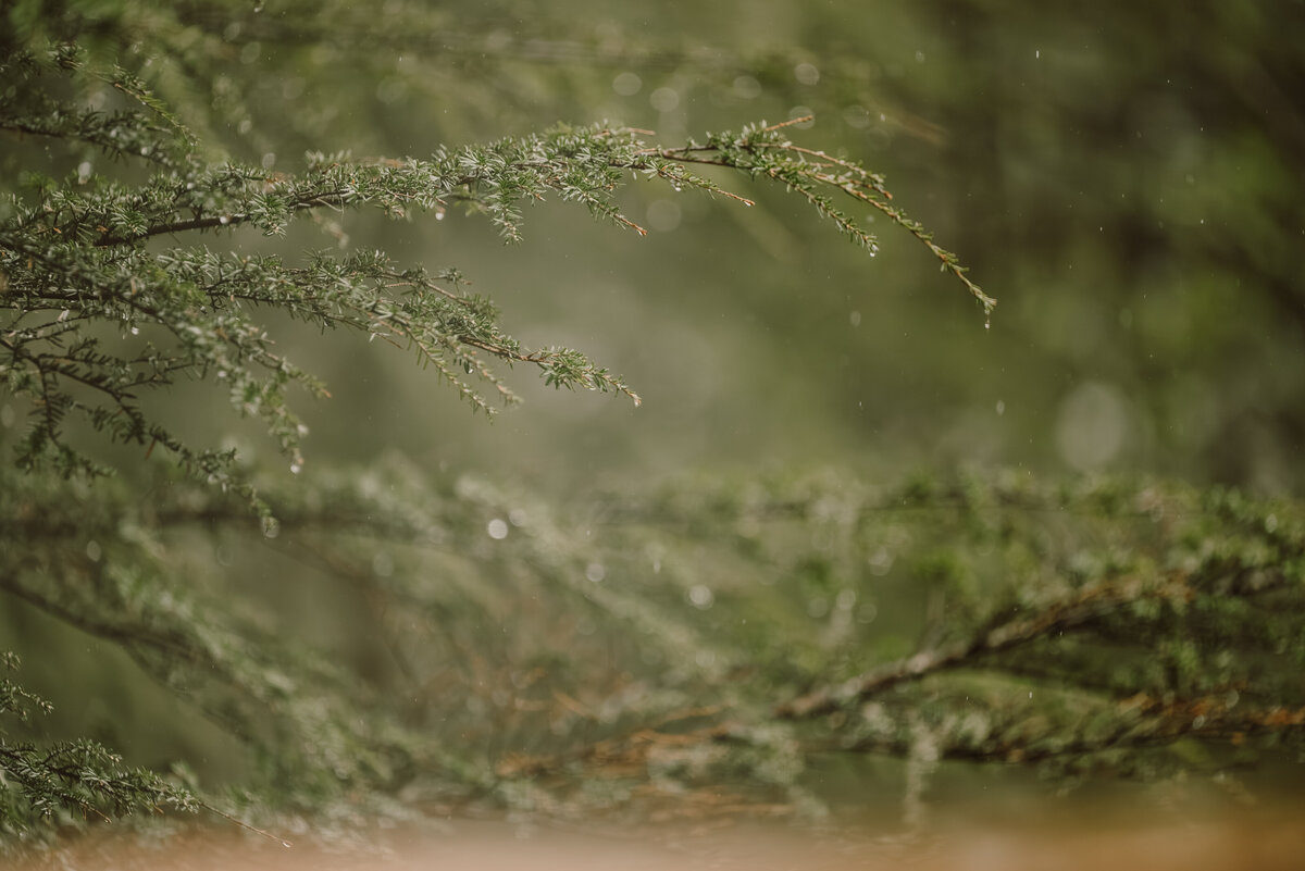 pine tree with rain drop