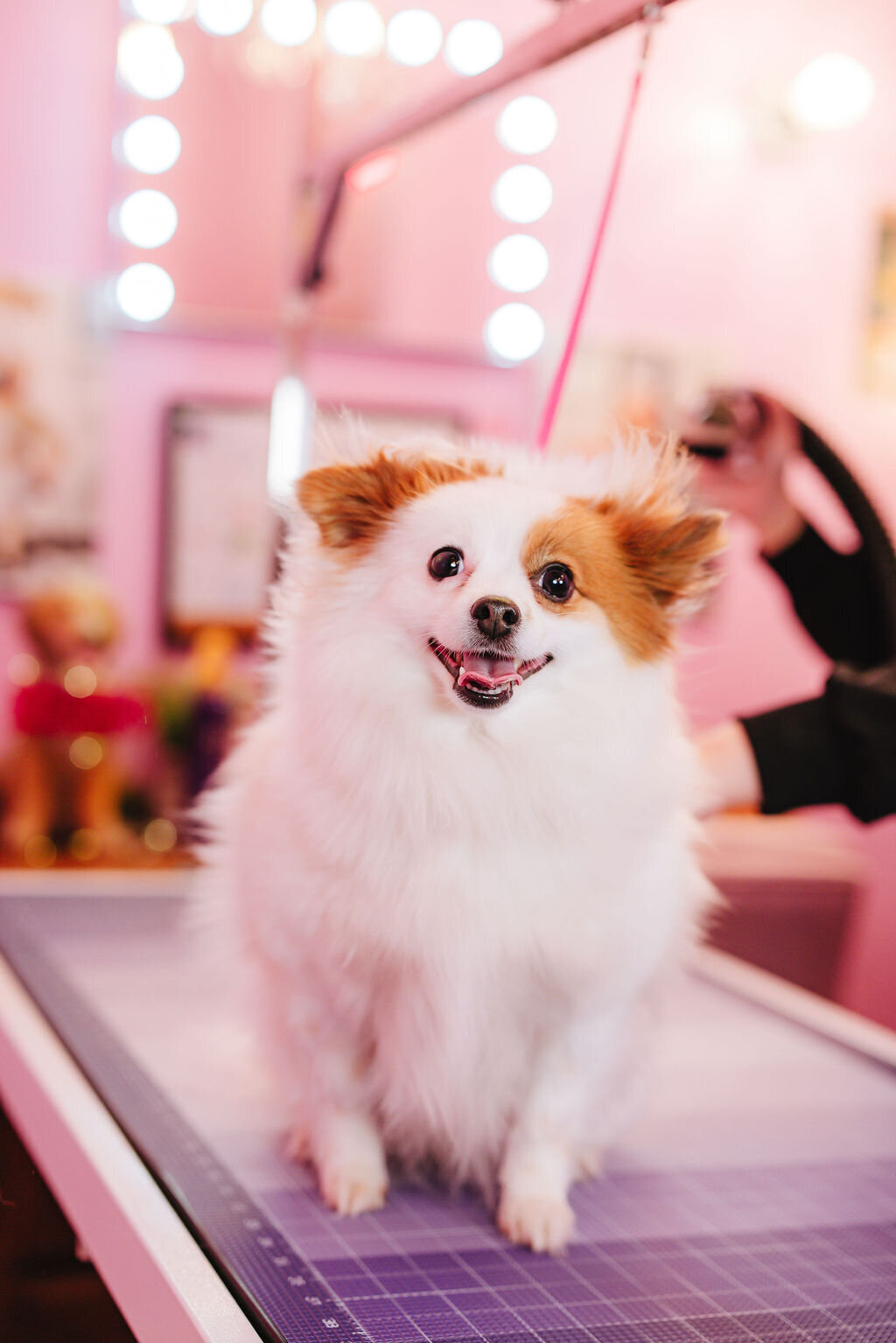 05.14hillfamilypetcare-332