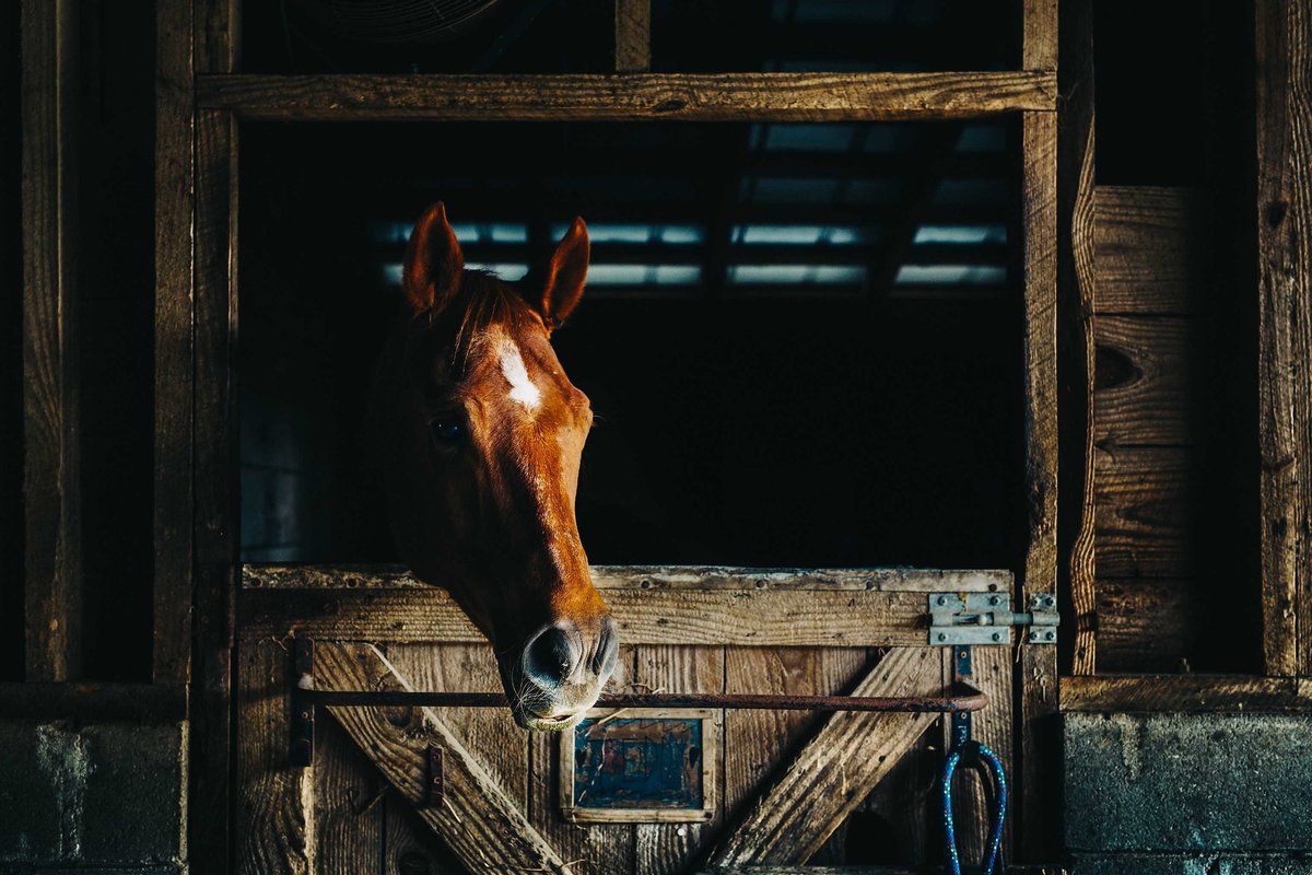 Horse-Photography-Pet-photographers-in-Charleston-SC-Fia-Forever-Photography-761A4430-Sig-6036