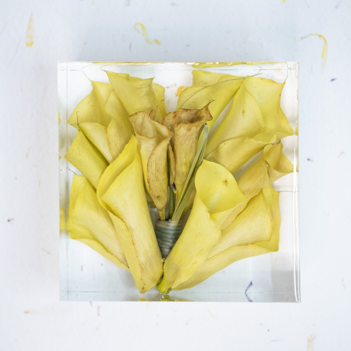 block yellow Ashanta