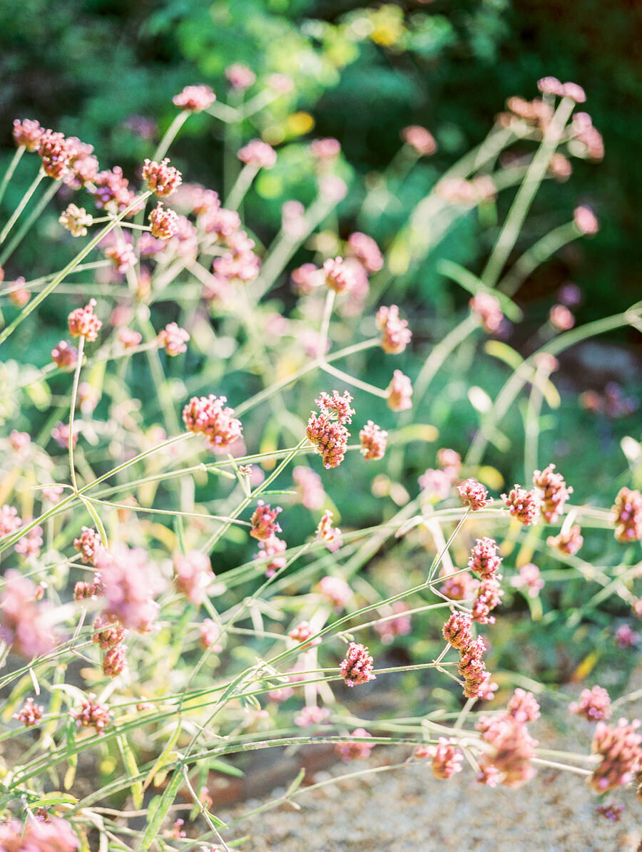 William_Paca_Gardens_Engagement_Session_Megan_Harris_Photography-18